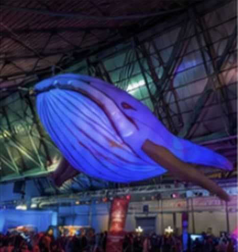 LED Walvis