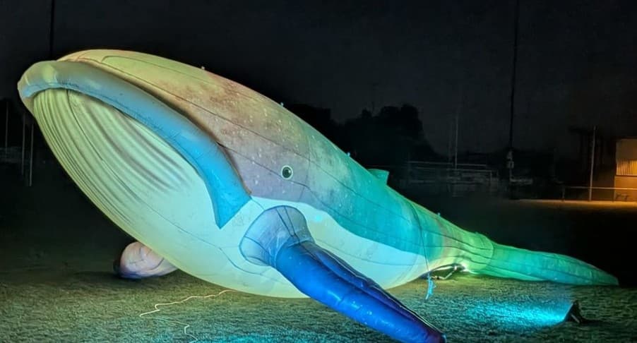 LED walvis