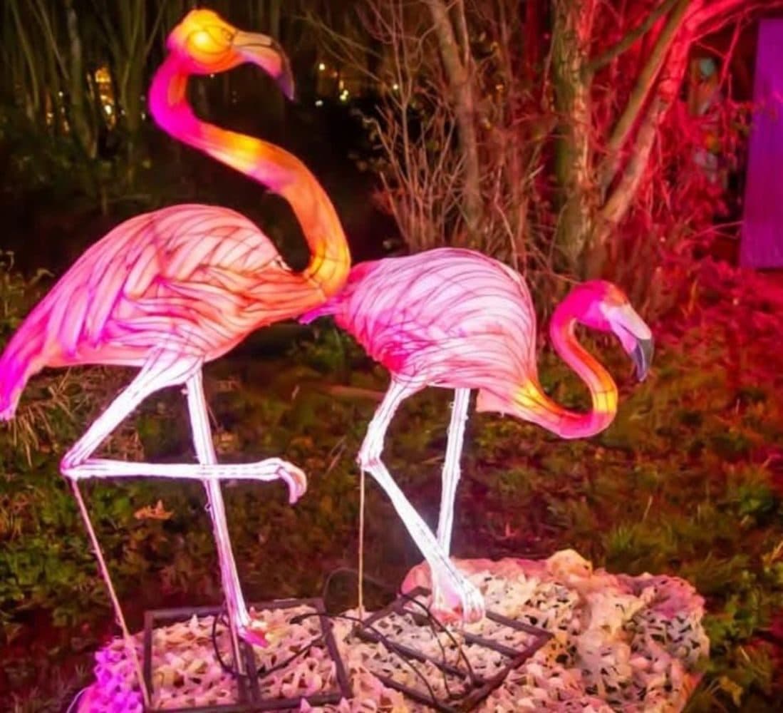 Flamingo