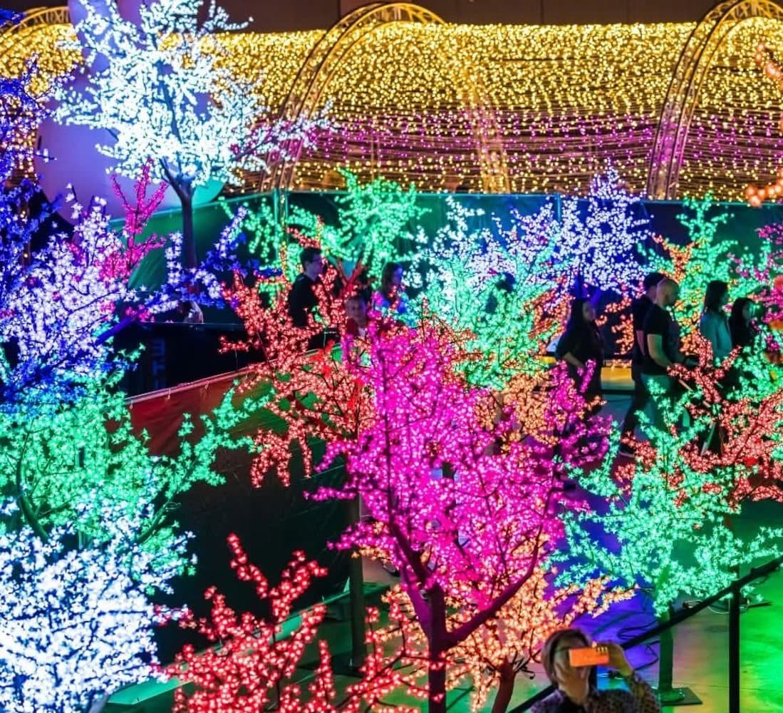 Verlichte bomen — foto 1